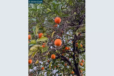 1005 Claremont Dr, Concord, CA 94518 - Photo 37