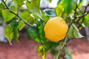 35 Leonard Ct, Alameda, CA 94502 - Photo 23