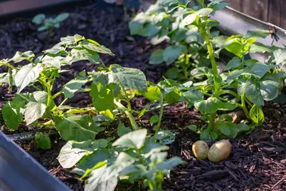 3501 66th Ave, Oakland, CA 94605 - Photo 19