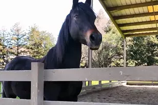 3124 Shire Ln, Walnut Creek, CA 94598 - Photo 27