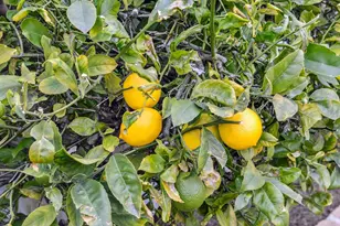 727 Moraga Dr, San Leandro, CA 94578 - Photo 47