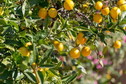 2009 Coalinga Ave, Richmond, CA 94801 - Photo 23