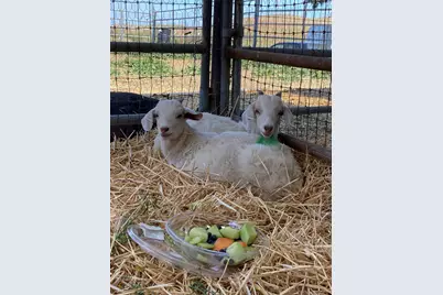 3326 Dyer Rd, Livermore, CA 94551 - Photo 7