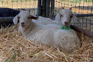 3326 Dyer Rd, Livermore, CA 94551 - Photo 7