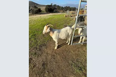 3326 Dyer Rd, Livermore, CA 94551 - Photo 39