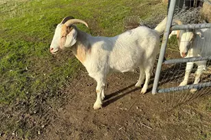 3326 Dyer Rd, Livermore, CA 94551 - Photo 39