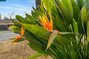 2831 Almond St, Martinez, CA 94553 - Photo 3