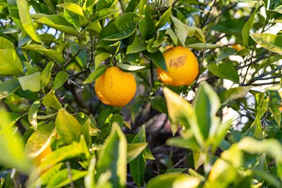 3010 Fairview Ave, Alameda, CA 94501 - Photo 9