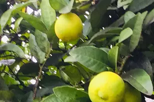 1034 Trenton Blvd, San Pablo, CA 94806 - Photo 23