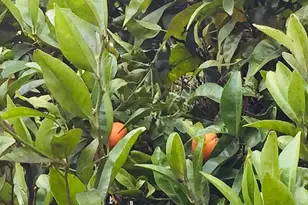 1034 Trenton Blvd, San Pablo, CA 94806 - Photo 21