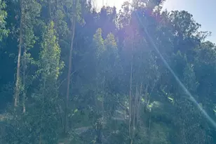 555 Pierce St, Albany, CA 94706 - Photo 9