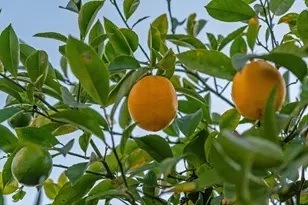 2457 Scenic Ave, Oakland, CA 94602 - Photo 39