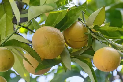 1006 Rose Ave, Piedmont, CA 94611 - Photo 53