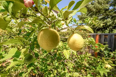 327 Brookview Way, Hayward, CA 94544 - Photo 39