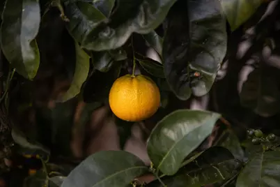 230 Belleview Dr, San Leandro, CA 94577 - Photo 41