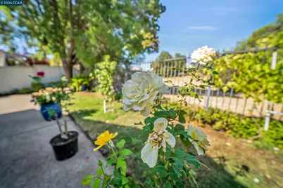 441 Apple Hill Drive, Brentwood, CA 94513 - Photo 25