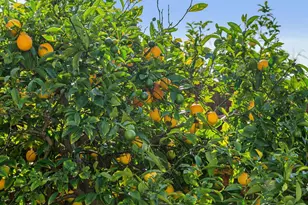 2526 12th Ave, Oakland, CA 94606 - Photo 41