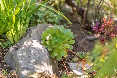 5460 Carlton St, Oakland, CA 94618 - Photo 3