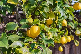 1308 Court St, Alameda, CA 94501 - Photo 59