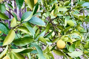 54 Carlos Ct, Walnut Creek, CA 94597 - Photo 9