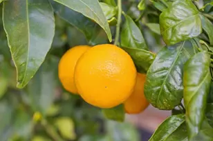 5251 Peony Dr, Livermore, CA 94551 - Photo 33