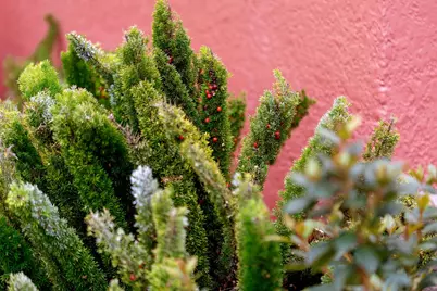 1128 Delaware St, Berkeley, CA 94702 - Photo 35