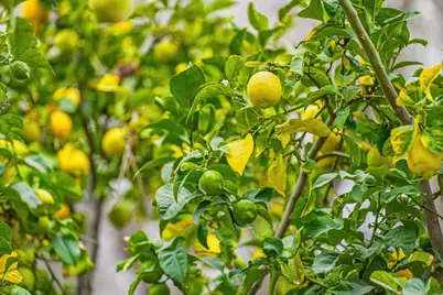 5912 Mayhews Landing Rd, Newark, CA 94560 - Photo 33