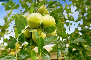 1577 Chianti Ln, Brentwood, CA 94513 - Photo 29