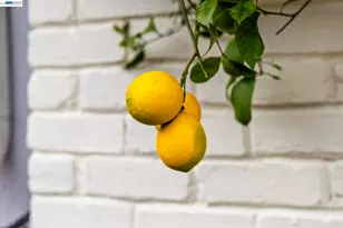 3305 Arcadian Dr, Castro Valley, CA 94546 - Photo 39