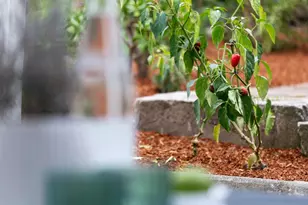 3006 14th Ave, Oakland, CA 94602 - Photo 39