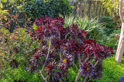 6254 Girvin Drive, Oakland, CA 94611 - Photo 43