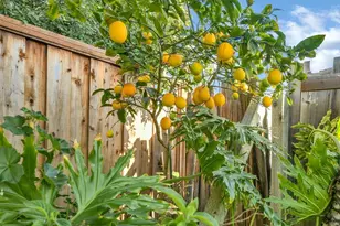 1198 Spiro Dr, San Jose, CA 95116 - Photo 23