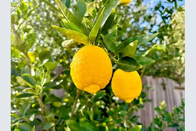 539 Mayten Dr, Livermore, CA 94551 - Photo 49