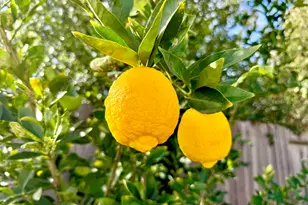 539 Mayten Dr, Livermore, CA 94551 - Photo 49