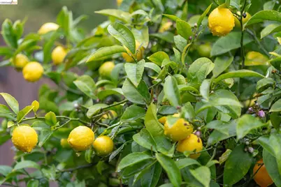 3533 Boston Ave, Oakland, CA 94602 - Photo 43