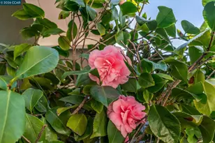 2819 Kay Ave, Concord, CA 94520 - Photo 31