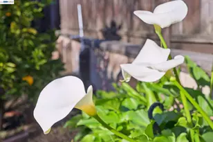 2690 Watson St, Castro Valley, CA 94546 - Photo 49