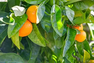 1119 Miller Ave, Berkeley, CA 94708 - Photo 31