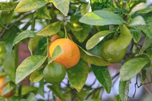 1066 Bayview Ave, Oakland, CA 94610 - Photo 31