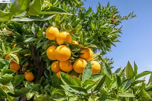 29341 Sandburg Way, Hayward, CA 94544 - Photo 41