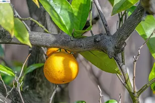 21330 Tyee St, Castro Valley, CA 94546 - Photo 31