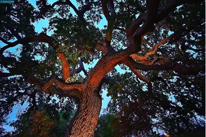 1239 Sunrise Ridge Dr, Lafayette, CA 94549 - Photo 59