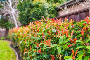 208 Kaitlyn Ln, Danville, CA 94506 - Photo 39