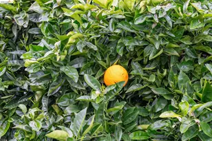 5845 Bernhard Ave, Richmond, CA 94805 - Photo 45