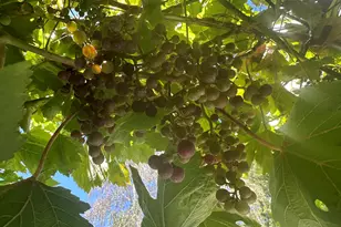 7332 Stonedale Dr, Pleasanton, CA 94588 - Photo 35