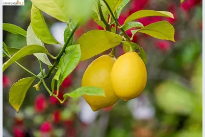 233 Capricorn Ave, Oakland, CA 94611 - Photo 33