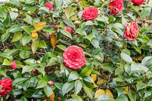 1155 Keeler Ave, Berkeley, CA 94708 - Photo 45