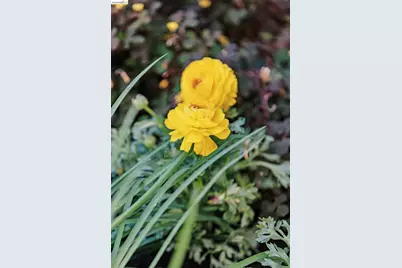 1622 Scenic Ave, Berkeley, CA 94709 - Photo 37