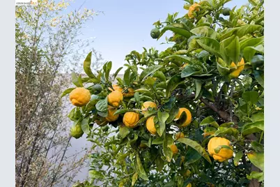 926 Pierce St, Albany, CA 94706 - Photo 37