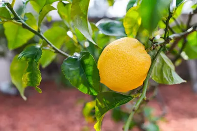 35 Leonard Ct, Alameda, CA 94502 - Photo 21